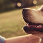 Best places to take your dog around Gungahlin